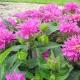 Monarda landing and sightseeing at the sight of the soil