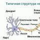 Будова і функції нервової системи людини