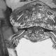What kind of washings are needed for the reproduction of red-eared turtles
