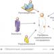 Ball method for evaluating the effectiveness of robotic personnel: the theory of evaluation