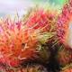 Rambutan fruit: the color of power and shkoda