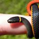 Dream Interpretation of Snakes, Why Snakes Dream in Your Dreams
