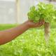 Свіже листя салату: калорійність і користь для організму Самі з найбільш