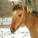 Transbaikal horse Advantages of the Transbaikal horse breed